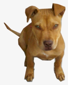 Perro Pitbull Bebe Png - Staffordshire Terrier Png, Transparent Png, Free Download