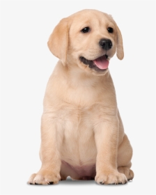 Transparent Labrador Png - Labrador Retriever, Png Download, Free Download