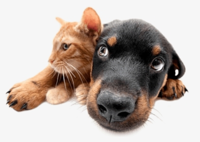 Comida Para Perro Y Gato Mascota Market - Perro & Gatos Png, Transparent Png, Free Download