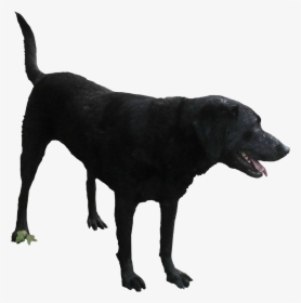 Black Dog Png - Black Lab Transparent Background, Png Download, Free Download