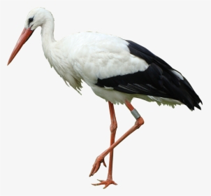 White Stork Bird Marabou Stork Crane - Stork Hd Photo Transparent, HD Png Download, Free Download