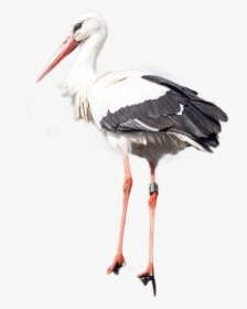 Stork Png Image - National Animal Of The Ukraine, Transparent Png, Free Download