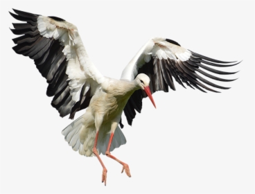 Stork Png Image With Transparent Background - Flying Stork Png, Png Download, Free Download