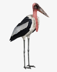 Stork Png High-quality Image - Greater Adjutant Stork Png, Transparent Png, Free Download