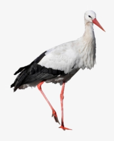 Stork Png Free Download - Stork With White Background, Transparent Png, Free Download