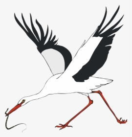 White Stork Water Bird Crane - White Stork, HD Png Download, Free Download