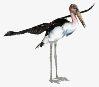 Marabou Stork - Marabou Stork Zoo Tycoon, HD Png Download, Free Download