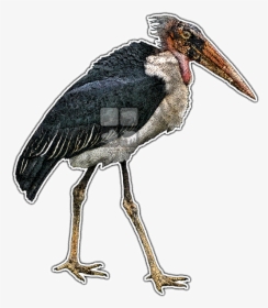 Marabou Stork Lineart, HD Png Download, Free Download