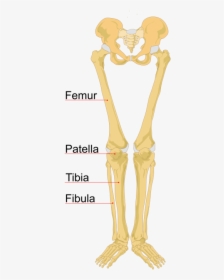 Clip Art Skeleton Hand Labeled - Human Leg Bones, HD Png Download, Free Download