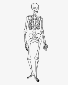 Skeletal System Diagram, HD Png Download, Free Download