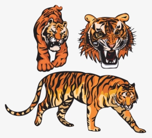 Tiger Clipart Png - Gambar Harimau Sumatera Animasi, Transparent Png, Free Download