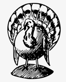 Happy Thanksgiving Clipart - Transparent Black And White Turkey Clipart, HD Png Download, Free Download