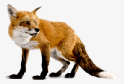 Fox Clipart Dhole - Fox Transparent Background, HD Png Download, Free Download