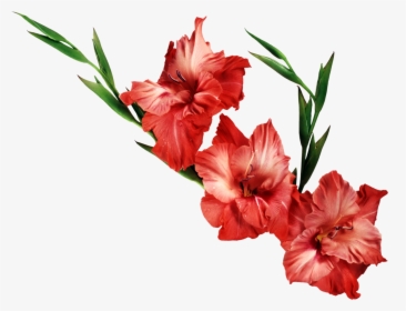 Gladiolus Birth Flower Wallpaper - Transparent Background Red Flowers Png, Png Download, Free Download