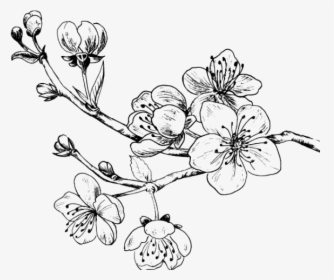 Drawn Ume Blossom Png - Cherry Blossom Tattoo Png, Transparent Png, Free Download