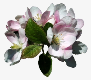 Apple Tree Blossom Png , Png Download - Transparent Apple Blossom Png, Png Download, Free Download