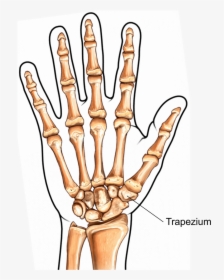 Illustration Showing The Trapeziometacarpal Joint - Trapezium Thumb, HD Png Download, Free Download