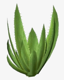3d Flowers - Aloe Vera - Acca Software - Transparent Aloevera Plant Png, Png Download, Free Download
