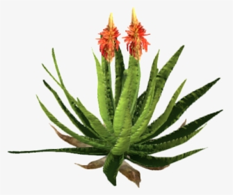 Animallica Wiki - Aloe Flower Png, Transparent Png, Free Download