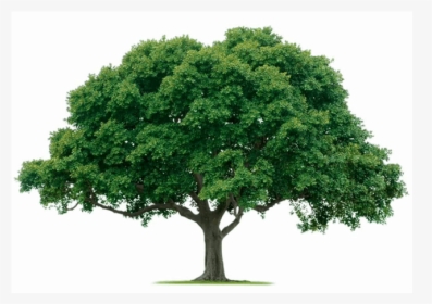 Strong Tree Png - Big Tree Transparent, Png Download, Free Download