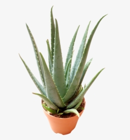 Agave, HD Png Download, Free Download