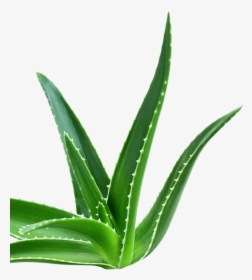 Foliage - Agave, HD Png Download, Free Download