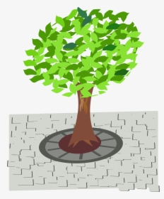 Tree In Street Clipart, HD Png Download, Free Download