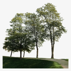 Big Trees Group - Tree Cut Out, HD Png Download, Free Download