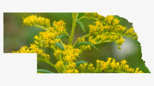 Nebraska - Goldenrod, HD Png Download, Free Download