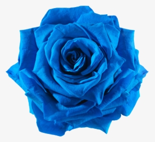 Transparent Real Flower Png - Transparent Background Blue Flower Png, Png Download, Free Download