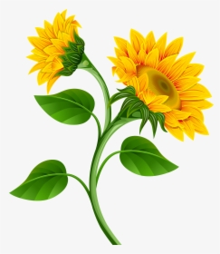 Sunflower Clipart Sun Flower - Sunflower Clipart, HD Png Download, Free Download