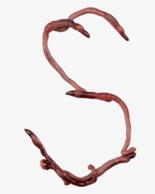 Worms Png, Transparent Png, Free Download
