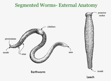 Segmented Worms - External Features Of Segmented Worms, HD Png Download, Free Download