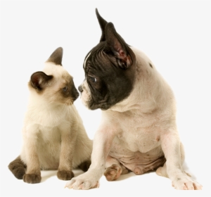 Istock-172397234 Copy122 - Dog And Cat, HD Png Download, Free Download