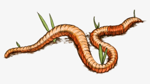 Insect Clipart Worm - Earthworm Png Clipart, Transparent Png, Free Download