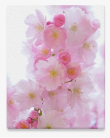 Beautiful Pink Japanese Cherry Tree Blossom Canvas - Cherry Blossom, HD Png Download, Free Download