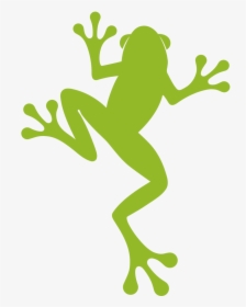 A New Look For Our Frog - Rainforest Alliance New Logo, HD Png Download, Free Download