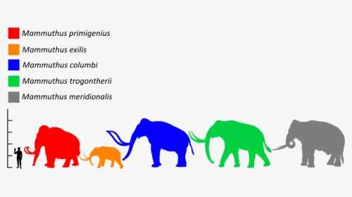 Mammuthus Size Comparison - Mammoth Size, HD Png Download, Free Download