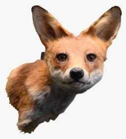 Transparent Fox Head Png - Swift Fox, Png Download, Free Download
