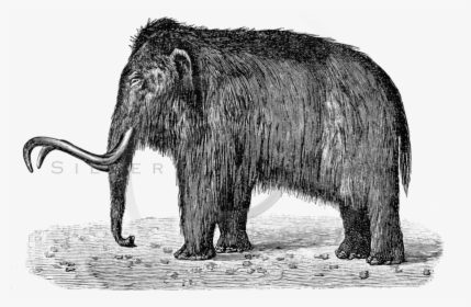 Mammoth Png - Woolly Mammoth Black And White, Transparent Png, Free Download