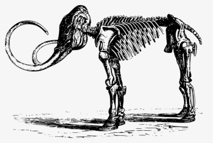 Mammoth Skeleton - Fosiles Blanco Y Negro, HD Png Download, Free Download