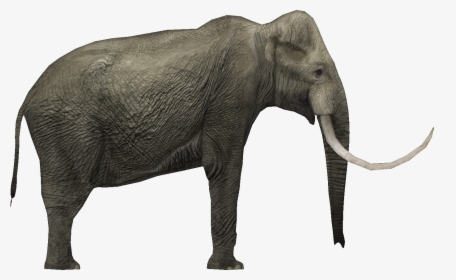 Mammoth Png, Transparent Png, Free Download