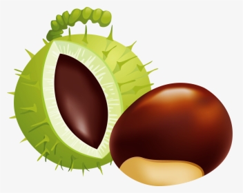 Transparent Nut Clipart - Illustration, HD Png Download, Free Download