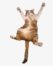 Transparent Cats Png - Cat Jumping Transparent Background, Png Download, Free Download