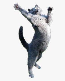 Clip Art Just Some Fabulous Cats - Cat Jumping Transparent Background, HD Png Download, Free Download