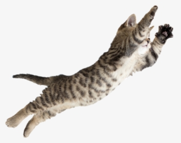 #cat #jumping #pussycat - Cat Jumping, HD Png Download - kindpng