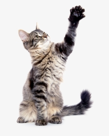 Transparent Jumping Cat Png - Dragon Li, Png Download, Free Download