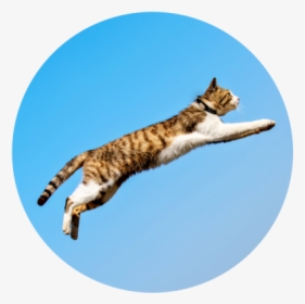 Kippy Evo Messaggi - Cat Grabs Treat, HD Png Download, Free Download