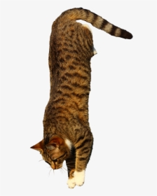 Jumping Cat Png, Transparent Png, Free Download