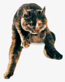 #cat #jumping #jumpingcat - Domestic Short-haired Cat, HD Png Download, Free Download